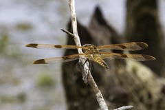 Libellula semifasciata