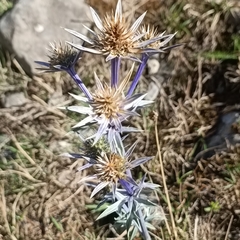 Eryngium bourgatii