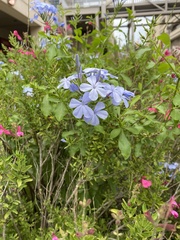 Plumbago auriculata