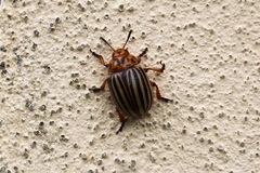 Leptinotarsa decemlineata