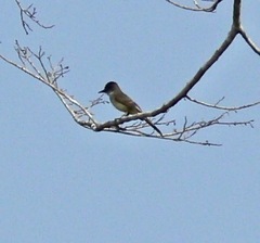 Myiarchus tuberculifer