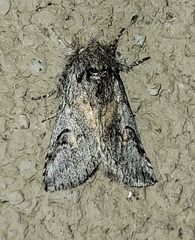 Astiptodonta aonides