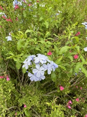 Plumbago auriculata