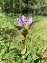 Gentiana rubricaulis