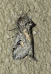 Astiptodonta aonides