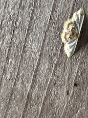 Idaea scintillularia