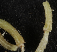 Aphanostephus riddellii