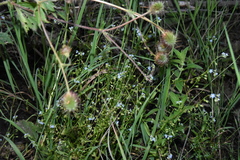 Myosotis laxa