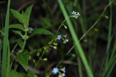 Myosotis laxa