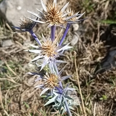 Eryngium bourgatii