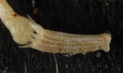 Aphanostephus skirrhobasis
