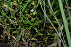 Myosotis laxa