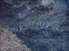 Diplodus puntazzo