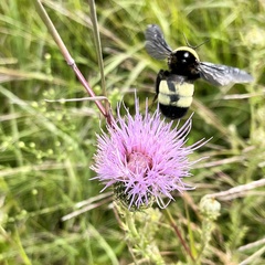 Bombus auricomus