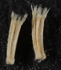 Aphanostephus skirrhobasis