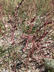 Rumex acetosella