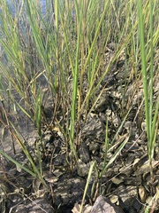 Sporobolus alterniflorus