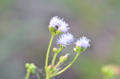 Conoclinium dissectum