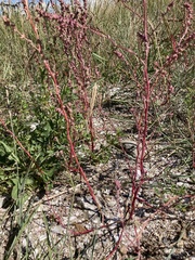 Rumex acetosella