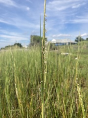 Sporobolus alterniflorus