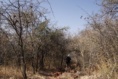 Ximenia americana