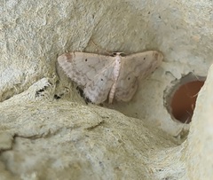 Idaea biselata