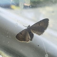 Eupithecia absinthiata