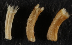 Aphanostephus ramosissimus