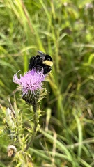 Bombus auricomus