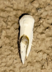 Acontia