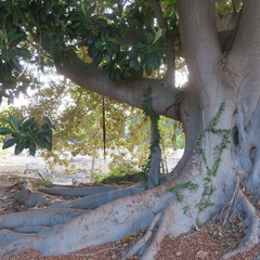 Ficus