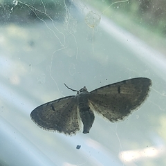 Eupithecia absinthiata