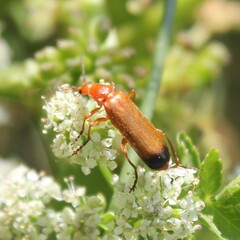 Rhagonycha fulva