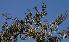 Ximenia americana