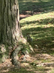 Sciurus carolinensis