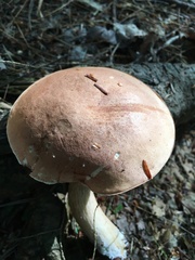 Tylopilus felleus