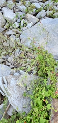 Cleome ornithopodioides