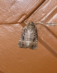 Amphipyra pyramidea