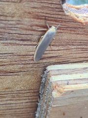 Eilema lurideola