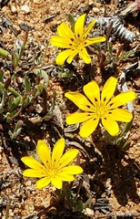 Gazania lichtensteinii