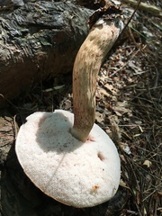 Tylopilus felleus