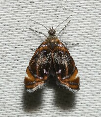 Prochoreutis inflatella