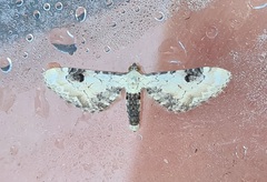 Eupithecia centaureata