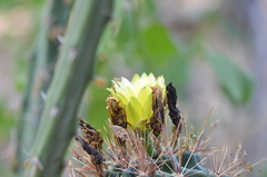Hamatocactus setispinus