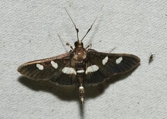 Desmia