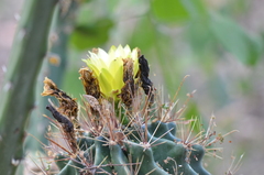 Hamatocactus setispinus