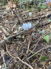 Cyclamen hederifolium
