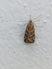 Loxostege cereralis