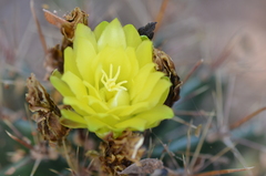 Hamatocactus setispinus
