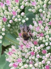 Bombus pascuorum